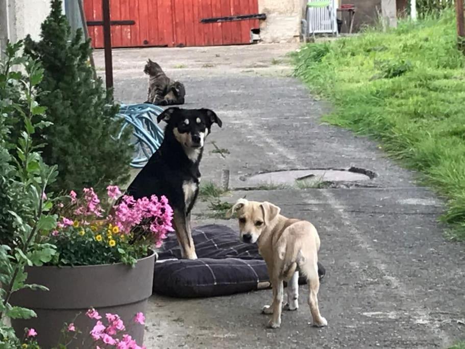Ferienwohnung Kompass Nahe Der Ostsee Im Gruenen Bad Doberan Eksteriør billede